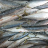 Pacific mackerel